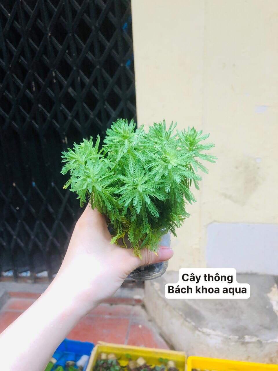 Cây cắt cắm - Cây Thông